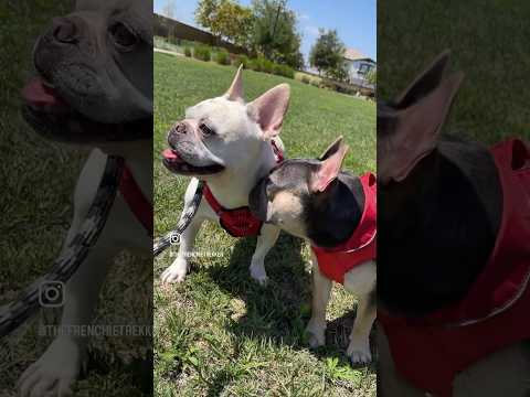 French Bulldog Walkies | Max and Bo | Summer 2023 | Frenchie Trekker TV #Shorts #Dog #Puppy