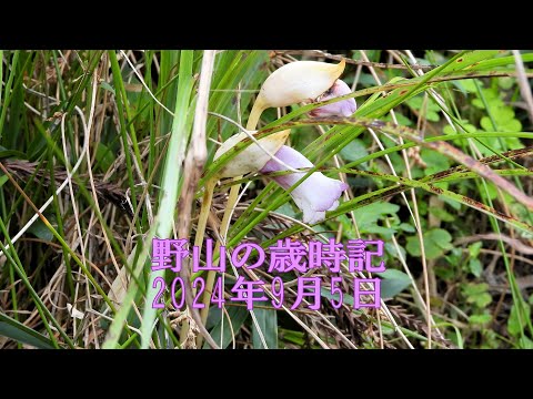 野山の歳時記　初秋の花やキノコなど　2024年9月5日