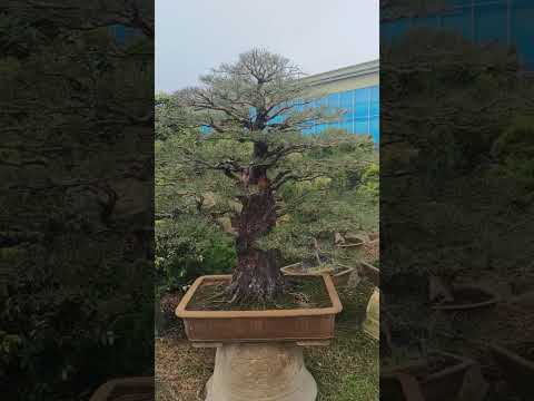 Casuarina bonsai formal upright