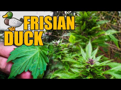 Frisian Duck Guerilla Grow - From Seed to Harvest