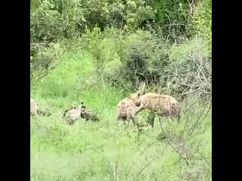 Hyena and Vulture birds feeding Sabi Sabi Kruger Safari South Africa