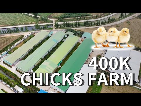 1080P 400k Chicks Pullets Farm in China