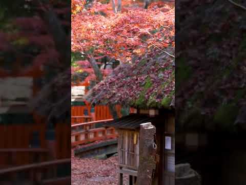 Just a reminder that this is what #Japan will look like in just a few more weeks 🍁 #japanautumn #秋