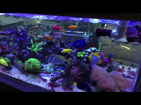 360g Reef Tank 18 Months Update