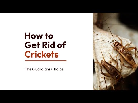 9 Easy Steps to Get Rid of Crickets | How to Get Rid of Crickets | The Guardian's Choice