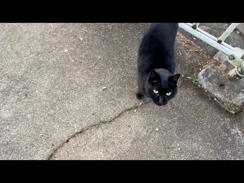 坂道で追いかけてくる黒ねこちゃん　No.７８７　２０２４年　１０月３１日　６：００　のくろねこちゃん　black cat