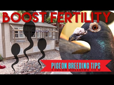 Boosting FERTILITY in your BIRDS #pigeons #breeding #racingpigeons