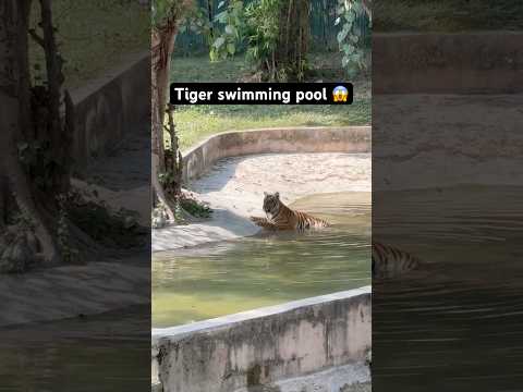 Tiger in swimming pool 😱 #kruger #elephant #greaterkruger #delhitouristattraction #krugersightings