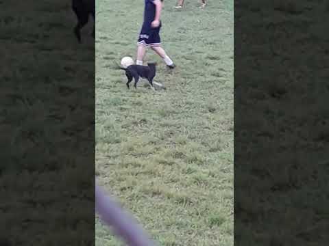 doggo play football