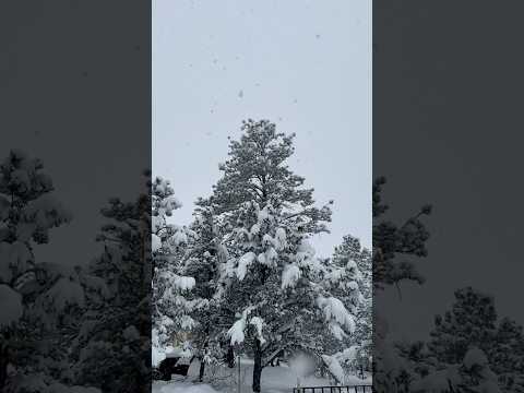 Today on the Homestead: First Snowstorm in the Colorado Mountains | Peaceful Snowy Winter  #Shorts