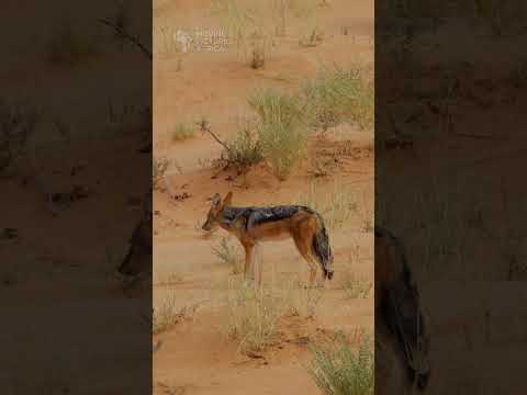 Jackal following cheetahs #shorts #safari #kalahari #animals #cheetah #bigcat #jackal #wildlife