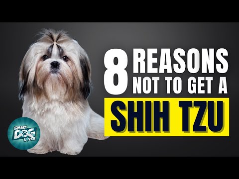 8 Reasons Why You SHOULD NOT Get a Shih Tzu