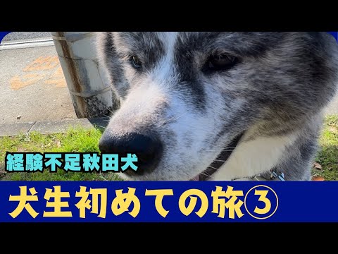 【秋田犬】犬生初めての旅　part③