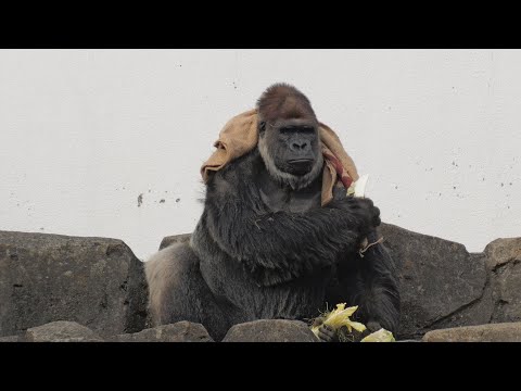 Monta, who looks like he just came out of the bath, and dead leaves　Chiba City Zoo Gorilla 202412