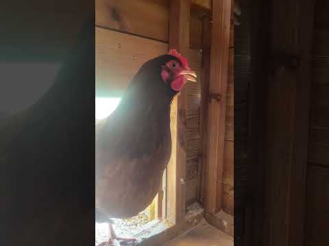 Who can speak chicken?? #chickenvideo #shorts