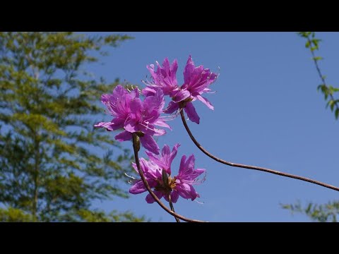 日本三景　天橋立四大観+1／滝上弓ケ観展望所のミツバツツジ