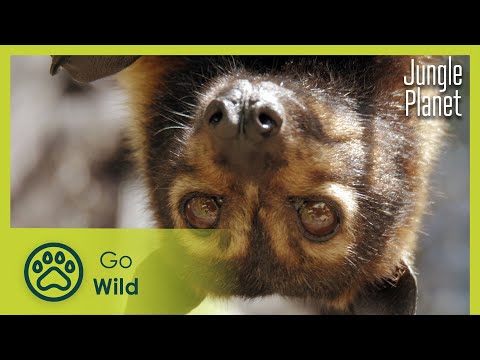 The Australian Paradise | Jungle Planet 25/26 | Go Wild