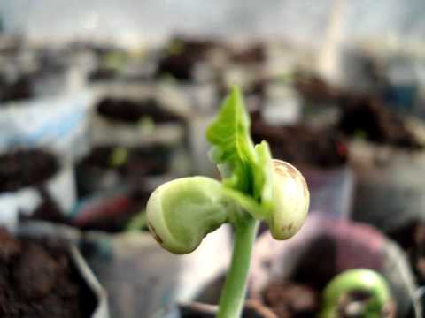 inside the greenhouse 21 4 09