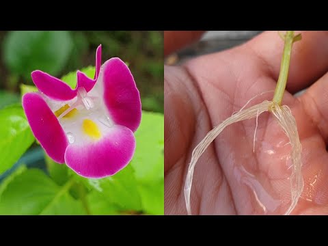 Plant cuttings | Easy way to grow (Torenia Wishbone Flower) from cuttings with water -簡單方式水培繁殖夏堇（夏瑾）