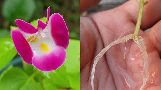 Plant cuttings | Easy way to grow (Torenia Wishbone Flower) from cuttings with water -簡單方式水培繁殖夏堇（夏瑾）