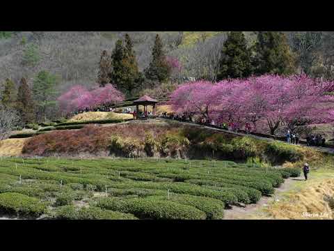 2021-武陵農場-櫻花季 (Drone 4K)