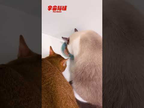 貓咪吃飯吃到身上都飯渣 到底怎麼辦到的 #宇宙貓咪 #cat #shorts #shortstw