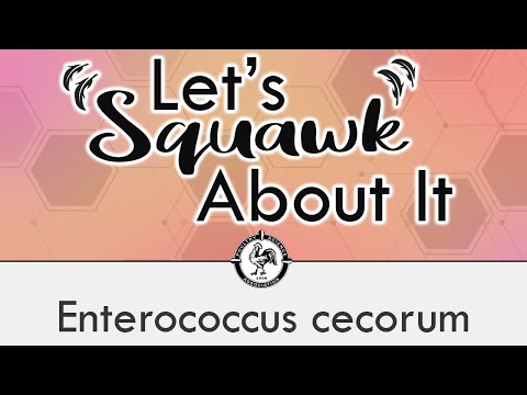 Let’s Squawk About It (S5 E1): Enterococcus cecorum