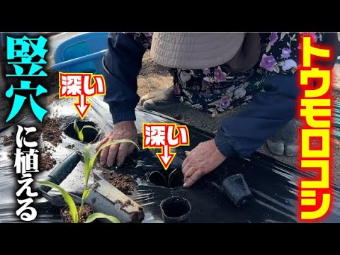 【これでトウモロコシの苗を寒さから守る！】2月の寒さからトウモロコシを守るために深い穴を掘りました【ゴールドラッシュ・ネオ】【定植】