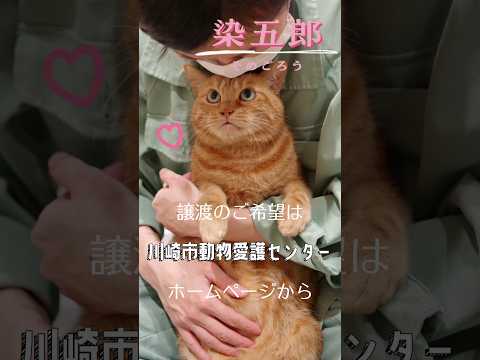 【譲渡動物紹介】染五郎02 #cat #shelter #shorts