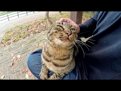 A cute-sounding tabby cat sits on a human's lap to keep warm