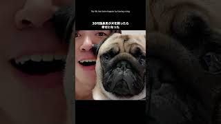 My life has been transformed by having a dog (♪AJR - World's Smallest Violin) #shorts #pug