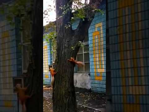 Белочка и ее ухажер/Squirrel and her boyfriend.