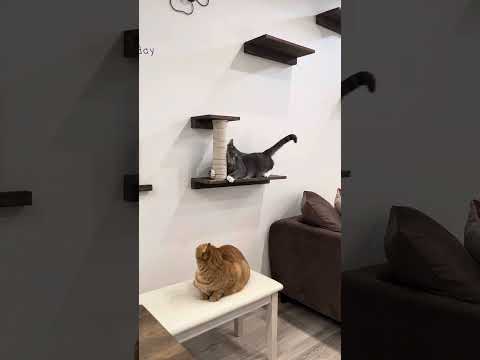 【ねこ動画】後ろ足って爪とぎする？？