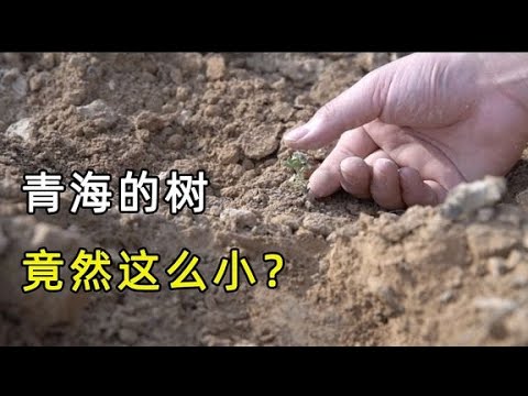 A tree is only tall with a small grass, Qinghai ant forest visits on-site