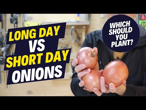 Long Day vs Short Day Onions - Which One Should You Be Planting?