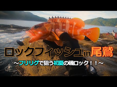 初夏の磯でロックフィッシュをワームで狙う！！【アカハタ・三重県尾鷲】