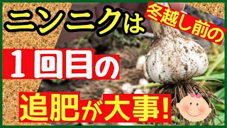 ニンニクの収穫量を増やす1回目の追肥とその見極め方♪与える肥料と適切なタイミング【初心者・ニンニクの育て方】