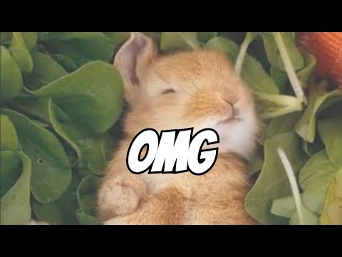 Most Adorable Rescued Bunny Ever!