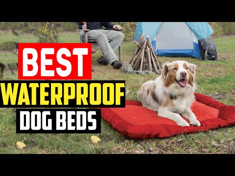 ✅Top 5 Best Waterproof Dog Beds 2024