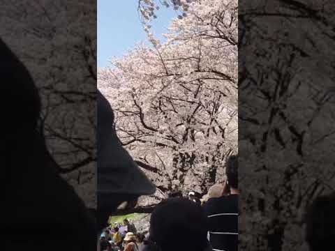 【日本關西八幡市】背割堤賞櫻