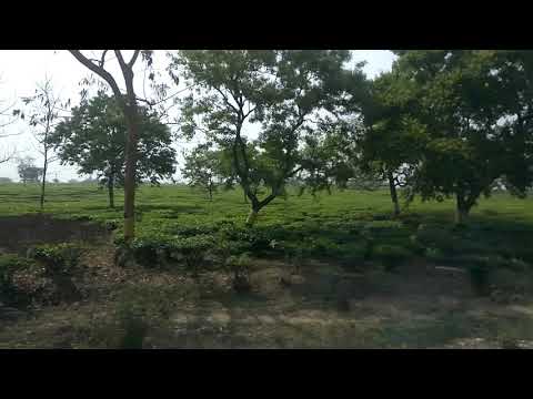 Roadside tea garden in Siliguri | Siliguri Tea Garden