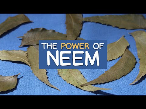 The Power of Neem Leaves - Revered Ayurvedic Herb with Highly Valued Benefits