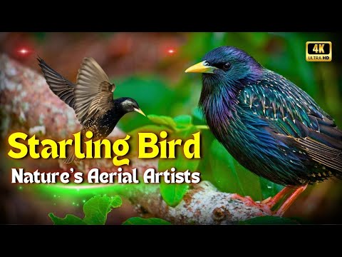 Majestic Starling Bird's Documentary  | Secrets Behind Nature’s Aerial Artists | Creative Nature