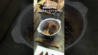 松ぼっくりの煮沸消毒。こんなにちっちゃくなりました。