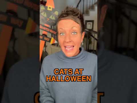 How To Keep Your Cat Safe For Halloween | Two Crazy Cat Ladies