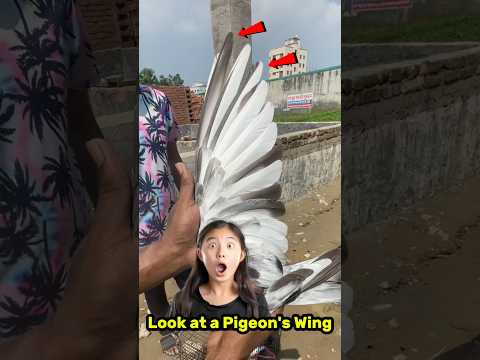 Looking at a Pigeon's Wing - Racing Pigeon Tip #shorts