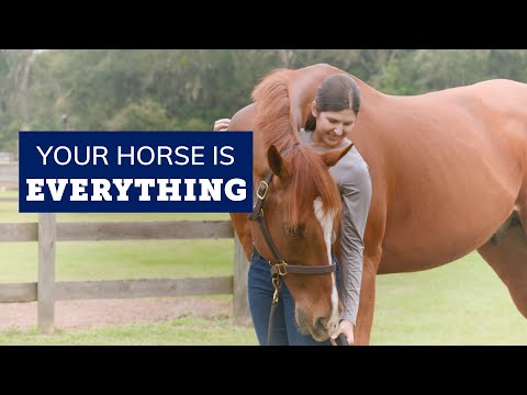 Your horse is everything