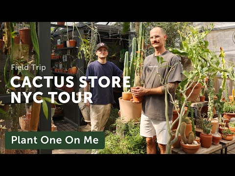 The CACTUS STORE NYC Tour — Ep. 341