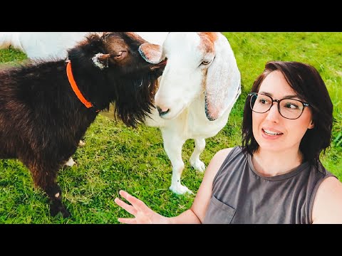 87-year old GOAT tries to get PREGNANT any chance she can get 🤣