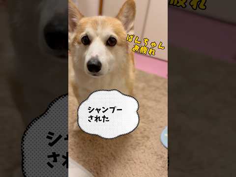 言っておきますが、シャンプーする飼い主も大変なのよ😂😂#犬動画 #コーギー #ウェルシュコーギー #わんこ #わんこ動画 #いぬ #いぬのいる生活 #コーギー大好き #わんこがいる生活 #犬